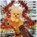 퍼피로그 강아지분양 창원점 이미지