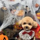 댕스타일 이미지