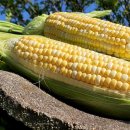 안동고옹민박 이미지