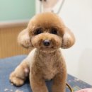 카멜리몽 이미지