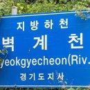 자작나무장어