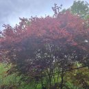 6월3일(화요일)임시공휴일 이미지