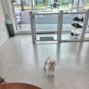 봄이네 애견 이미지