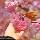 (주)부지런한사람들 행암점 | 경주 불국사 겹벚꽃 명소 실시간 사람이 더 많았던 후기