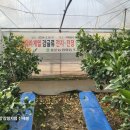 중문농업협동조합강정지점 이미지