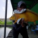 황금향어 이미지