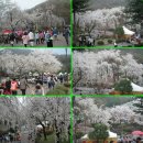 봄꽃축제 / 제6회 충주호 벚꽃축제 우안공원 일원에서 열려 이미지