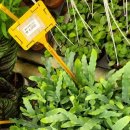 블루스타 이미지