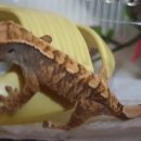 용용이네 이미지