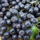 에덴농원 이미지