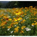 용평 버치힐골프클럽 이미지