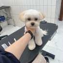 살롱드댕댕 이미지