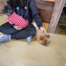 포포 데이케어 이미지