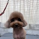 언니네 펫 이미지