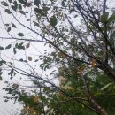 (주)상상초월 | 퇴근 후 초보 러너 달리기 딱 좋은 날씨 5km 러닝 후기