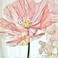 지솔블러썸 (Jisol blossom)