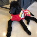 금곡동반려견놀이터 이미지