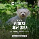 계양 동물 메디컬 센터 | 작전동동물병원 강아지 유선종양(MGT) 수술후기 [계양SKY동물메디컬센터]