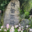 용과와 흑노호~~ 이미지