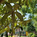 비파농장 이미지