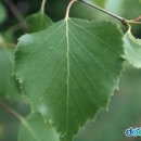 자작나무이야기 이미지