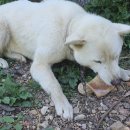 아유란농원 이미지