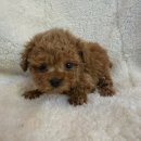 강아지분양 고양이분양 도그마루 무료 검단점 이미지