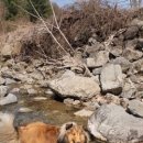 퍼피애견 이미지