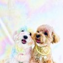 여기오개 이미지