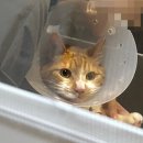 꿈냥꿈냥 | 우리는 냥이 집사 고양이 무마취 미용