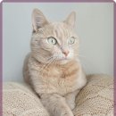 미소동물병원 이미지