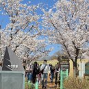 강아지랑나랑 | 아산 지산공원 벚꽃 아기랑 강아지랑 갈만한곳 추천 주말 애견동반 후기