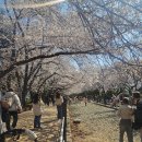 여좌천 | 진해 군항제 코스 추천 경화역 진해루 여좌천 벚꽃 여행 후기