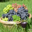 송산포도로 이미지