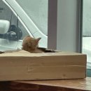 e-동물 메디컬 센터 이미지