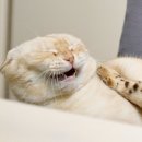 행복한고양이 이미지