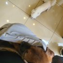 프라하동물병원 이미지