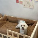 Re Pet 애견샵 이미지