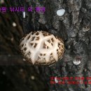 성일농원 이미지