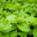 민트메디칼 이미지