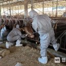 청정가축약품 이미지