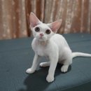 바비돌/픽시윙스캐터리 이미지