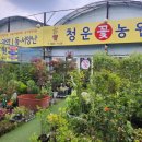 청운꽃농원 - 동구 팔공로 75 | 청운꽃농원