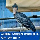 당감행복마루센터 | 국내 유일 슈빌과 오랑이 쥬랑이가 있는 사천 아라마루 아쿠아리움 동물원