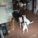 라파&닛시 | 세상에 나쁜 개는 없다 11화: 진돗개 가족 촬영 후기