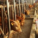 한국사료(주) 이미지