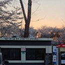 양재시민의숲역 1번출구 | 2026년 4월 양재천 벚꽃 현황