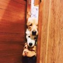 딜라잇독 이미지