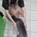 노성남 동물병원 이미지