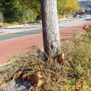 대덕사이언스길(제1코스) 이미지